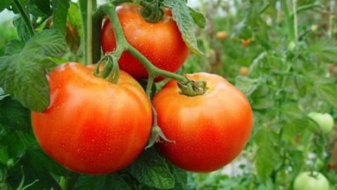 tomates