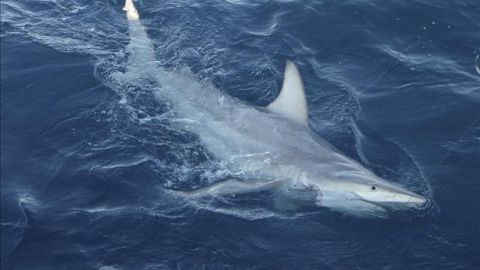 Cerca de 100 personas han sido atacadas por tiburones en el mundo en los &uacute;ltimos meses