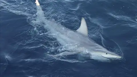Cerca de 100 personas han sido atacadas por tiburones en el mundo en los últimos meses Cerca de 100 personas han sido atacadas por tiburones en el mundo en los últimos meses