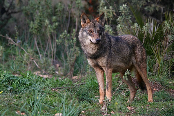 El Gobierno de Asturias presenta el nuevo programa de gestión del lobo 2021-2022 El Gobierno de Asturias presenta el nuevo programa de gestión del lobo 2021-2022