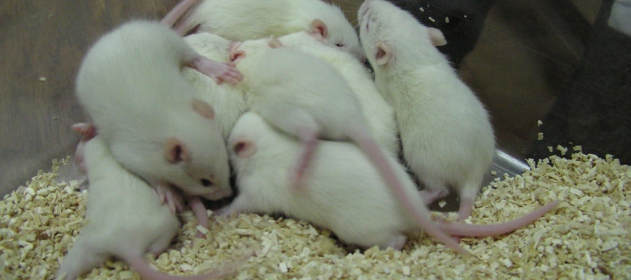 Ratas de laboratorio Ratas de laboratorio