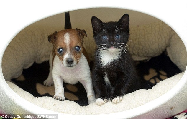 Antes de tener un perro o gato Antes de tener un perro o gato