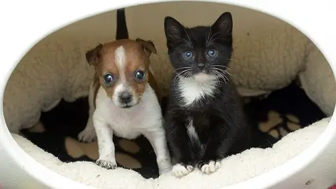 El perro Buttons y el gato Kitty El perro Buttons y el gato Kitty