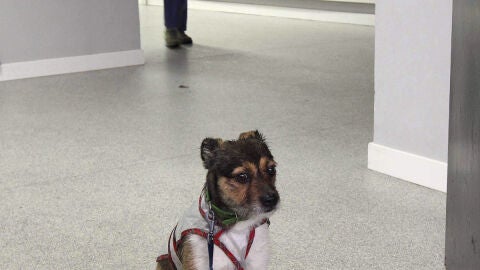 Una mascota espera a su due&ntilde;o en un colegio electoral