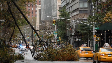 &Aacute;rboles ca&iacute;dos en pleno centro de Nueva York