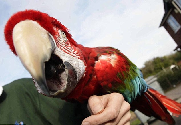 El Loro Bieber, Manoloro Escobar, Piopionela y Loro Miguel El Loro Bieber, Manoloro Escobar, Piopionela y Loro Miguel