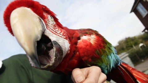 El loro Poncho