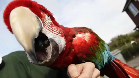 El loro Poncho El loro Poncho