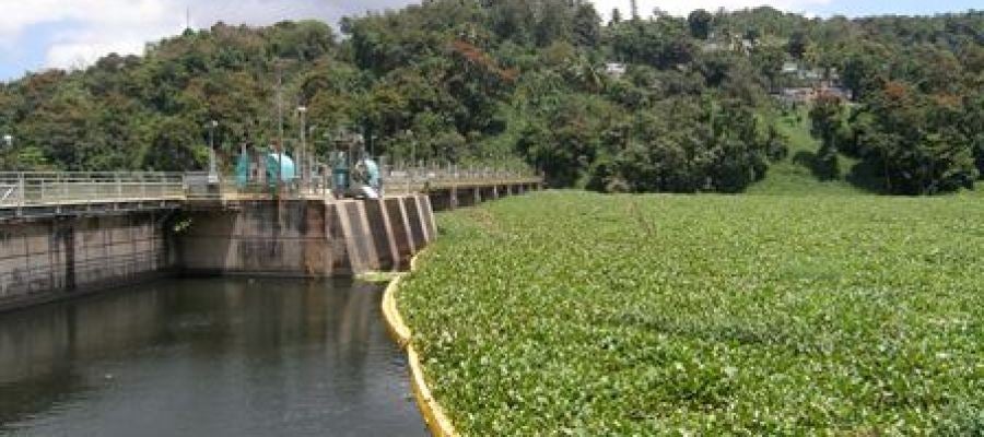 El Jacinto de Agua El Jacinto de Agua