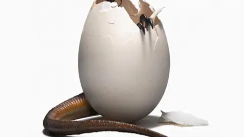 Pollosaurio Pollosaurio