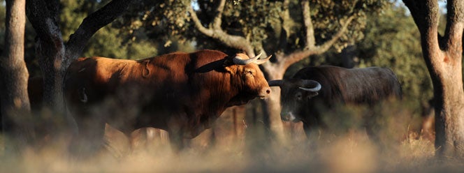 Va por Ustedes 13/11 Va por Ustedes 13/11