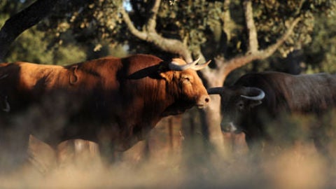 Ganader&iacute;a Pedraza de Yeltes