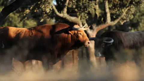 Ganadería Pedraza de Yeltes Ganadería Pedraza de Yeltes