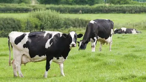 Tres vacas pastando Tres vacas pastando