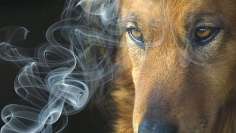 Los perros detectan el c&aacute;ncer de pulm&oacute;n