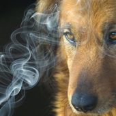 Los perros detectan el cáncer de pulmón