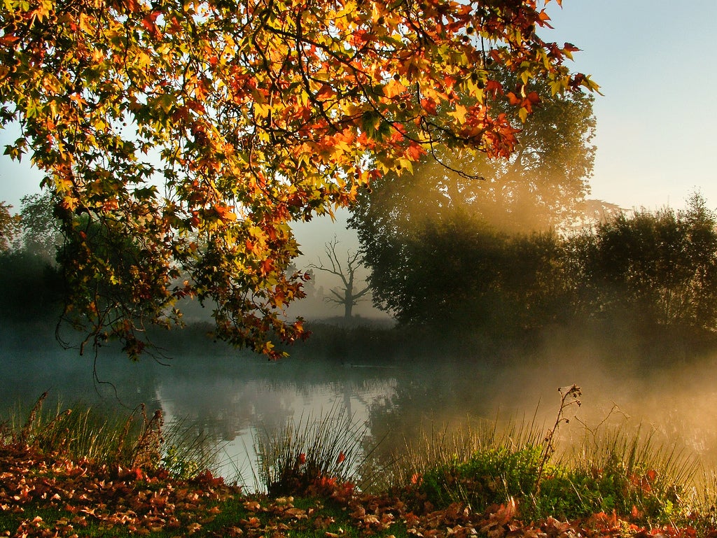 Naturaleza: ¿Por qué cambian de color las hojas en otoño? Naturaleza: ¿Por qué cambian de color las hojas en otoño?