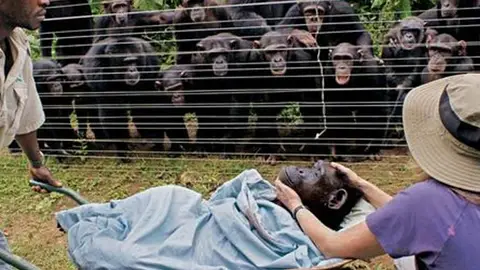 Imagen de la chimpancé Dorothy Imagen de la chimpancé Dorothy