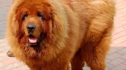 Mastín tibetano Mastín tibetano