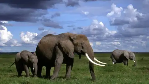 La población de elefantes africanos, en peligro por la caza furtiva La población de elefantes africanos, en peligro por la caza furtiva