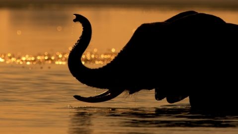 Silueta de un elefante