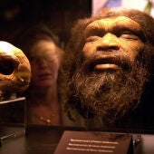 Reconstrucción de una cabeza de Homo rhodesiensis