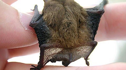 Murci&eacute;lago com&uacute;n