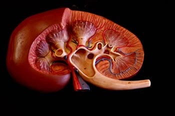 Un fármaco español, primer protector del riñón contra toxicidad medicamentos Un fármaco español, primer protector del riñón contra toxicidad medicamentos