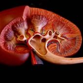 Imagen de un riñón