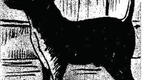 Perro Paco