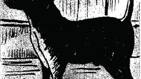 Perro Paco Perro Paco