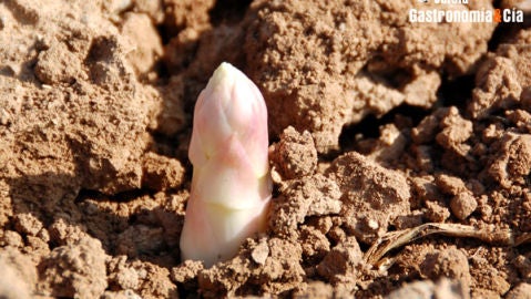 Esp&aacute;rragos de Navarra