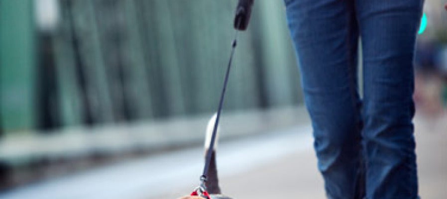 Paseando al perro Paseando al perro