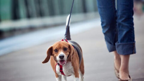 Paseando al perro