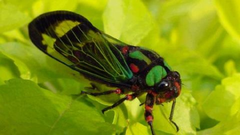 Cigarras