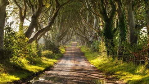 Dark hedges en Irlanda del Norte