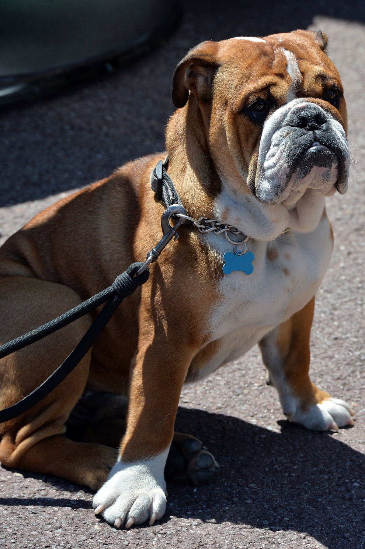 Perros atados en la calle mientras se hace la compra Perros atados en la calle mientras se hace la compra