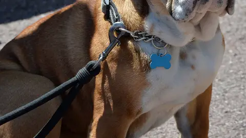 El perro de Hamilton El perro de Hamilton