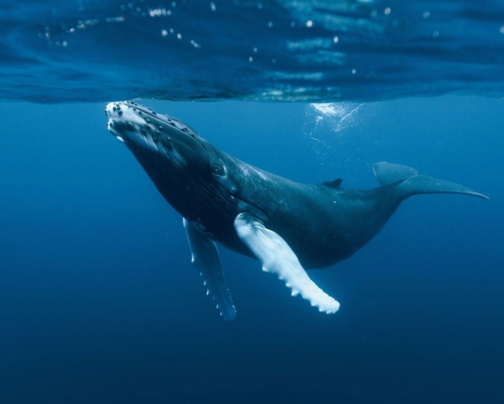 La Brújula de la Ciencia: Hablamos de ballenas La Brújula de la Ciencia: Hablamos de ballenas