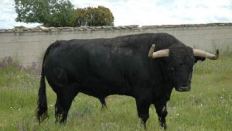 Toro de Victoriano del R&iacute;o
