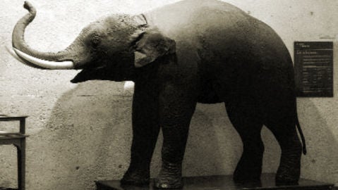 Elefante Pizarro