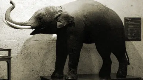 Elefante Pizarro Elefante Pizarro