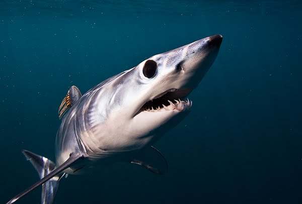 El tiburón más rápido del mundo, bajo amenaza por la sobrepesca El tiburón más rápido del mundo, bajo amenaza por la sobrepesca