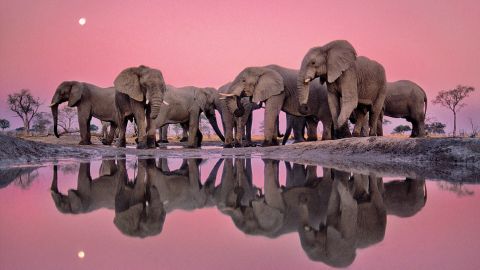 "Elefantes africanos al crep&uacute;sculo"