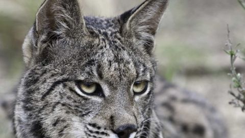 El lince ib&eacute;rico cuenta con una poblaci&oacute;n de apenas 300 ejemplares