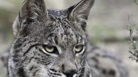 El lince ibérico cuenta con una población de apenas 300 ejemplares El lince ibérico cuenta con una población de apenas 300 ejemplares