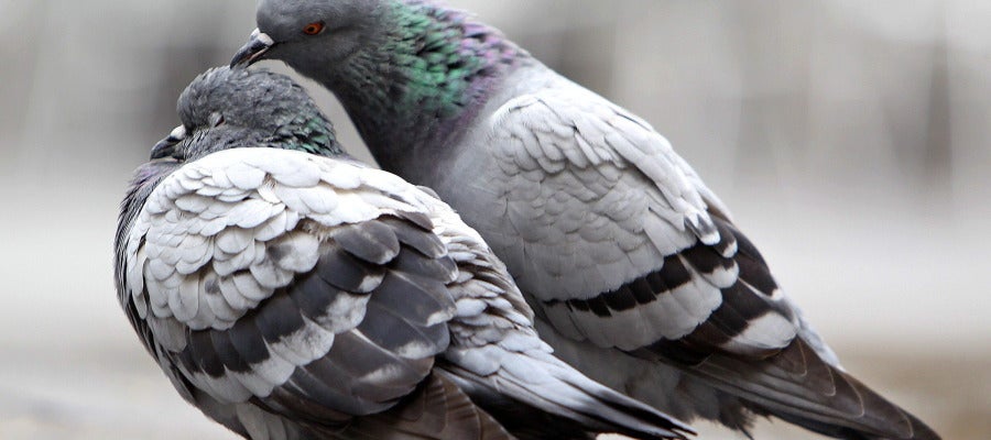 Unas palomas se hacen arrumacos en una calle Unas palomas se hacen arrumacos en una calle