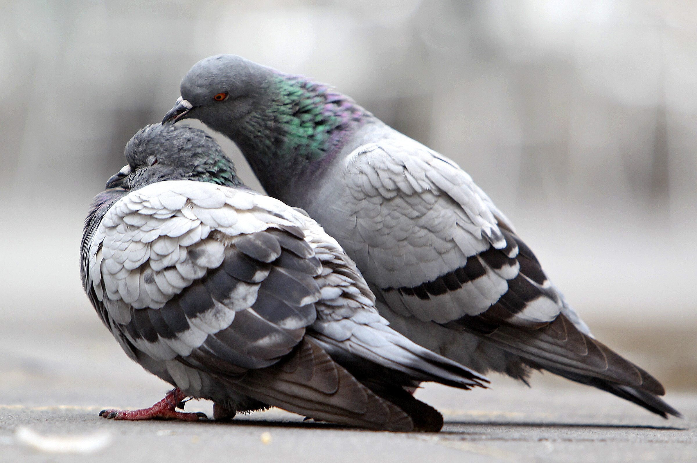 Barcelona plantea utilizar pienso anticonceptivo para reducir la población de palomas en la ciudad Barcelona plantea utilizar pienso anticonceptivo para reducir la población de palomas en la ciudad