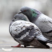 Unas palomas se hacen arrumacos en una calle 