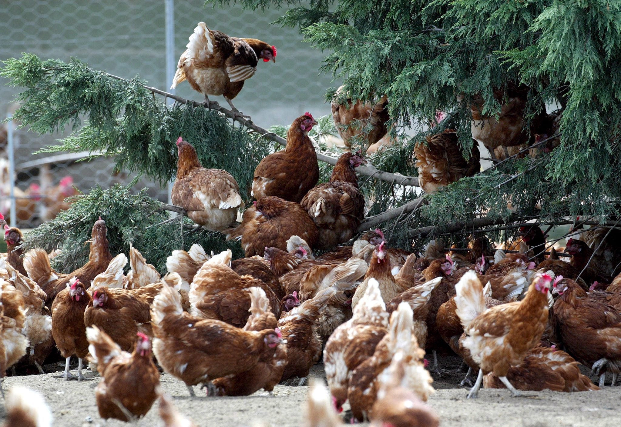 ¿Se va a cerrar un gallinero porque molesta a los turistas? El alcalde de Cangas lo explica en Más de uno ¿Se va a cerrar un gallinero porque molesta a los turistas? El alcalde de Cangas lo explica en Más de uno
